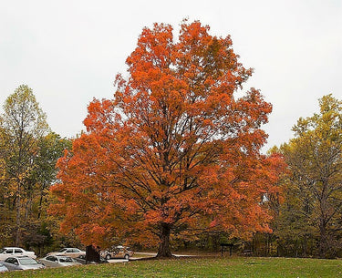 25 SUGAR MAPLE Syrup TREE Native Rock Fall Color Acer Saccharum Seeds